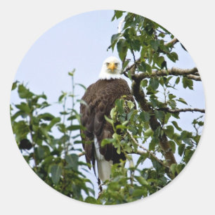 Adesivo Águia americana na árvore