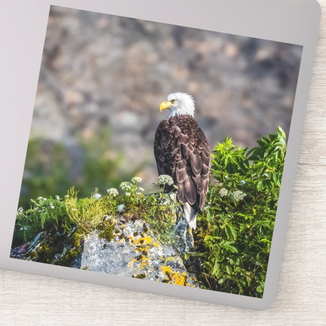 Adesivo Águia caída sentada na rocha (Detalhe)