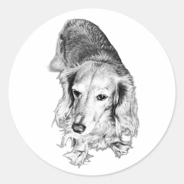 Adesivo Ainda & Visto – Dachshund de Pelo Longo (Frente)