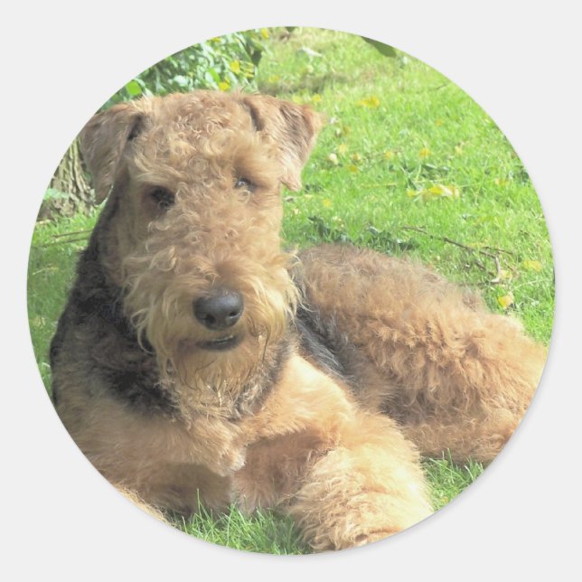 Adesivo Airedale Terrier Sticker (Frente)