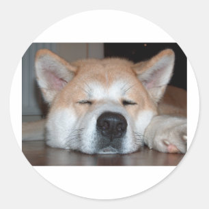 Adesivo akita dormindo.png
