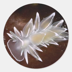 Adesivo Alabaster Nudibranch - Stickers