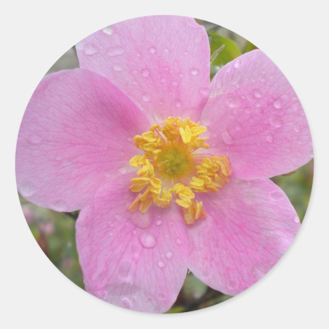 Adesivo Alaska Wild Rosa (Frente)