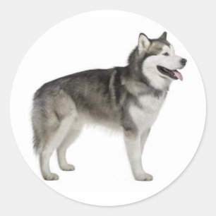 Adesivo Alaskan Malamute Puppy Dog Sticker / Selo