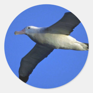 Adesivo Albatroz de vagueamento em vôo