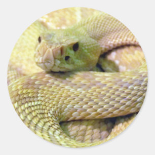 Adesivo Albino Rattlesnake Stickers