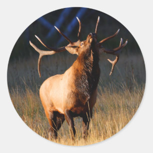 Adesivo alces