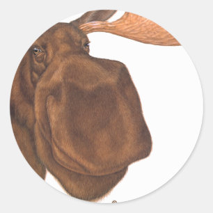 Adesivo alces