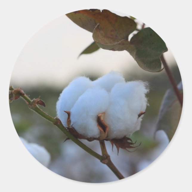 Adesivo Algodão (Frente)