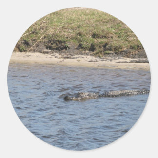 Adesivo Alligator Nadando na Flórida Water