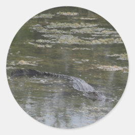Adesivo Alligator Stickers