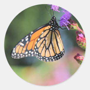 Adesivo Almoço do monarca