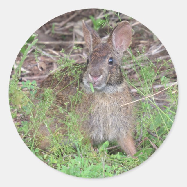 Adesivo Almofadas De Almofada De Coelho bobo (Frente)