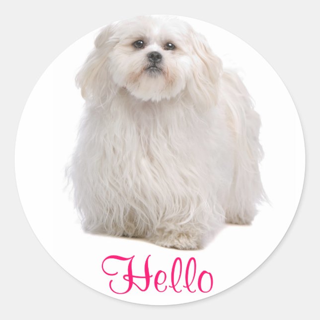 Adesivo Alô White Shih Tzu Puppy Dog Saudando Stickers (Frente)