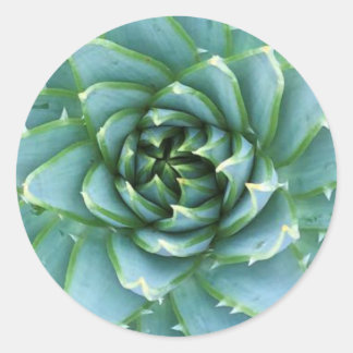 Adesivo Aloe Polyphylla Sticker