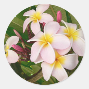 Adesivo Aloha Frangipani Havaiano Flores de Plumeria
