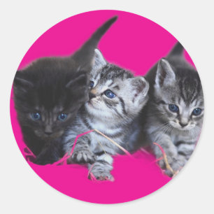 Adesivo Alojadores de gatos-palitos