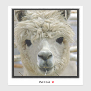 Adesivo Alpaca