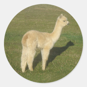 Adesivo Alpaca da jovem corça