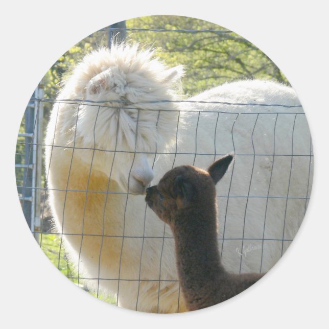 Adesivo Alpaca Kisses Sticker (Frente)