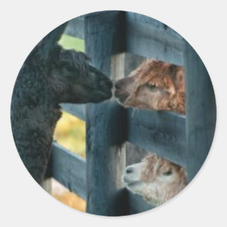 Adesivo Alpaca Kissing Sticker