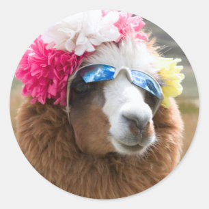 Adesivo Alpaca, Pachacoto, Cordilheira Branca, Ancash