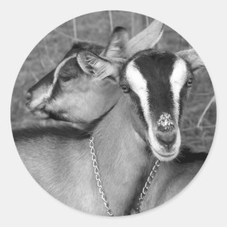 Adesivo Alpino/Oberhasli cabra fotografa as irmãs bw
