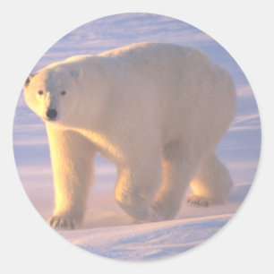 Adesivo Amanhecer 2 do urso polar