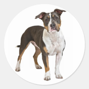 Adesivo Amar o American Staffordshire Terrier Dog Sticker
