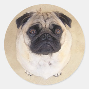 Adesivo Amar Pupppy Dog Stickers / Selos