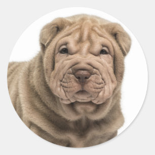 Adesivo Amar Shar Pei Dog Sticker / Selos