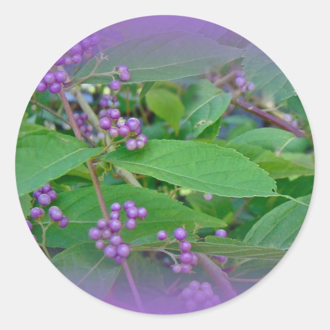 Adesivo Amarela Americana (americana Callicarpa) (Frente)