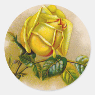Adesivo Amarela Rosa Antiga Estampa Vintage Arte Fina