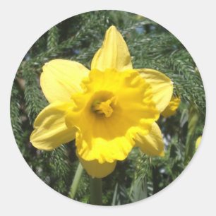 Adesivo Amarelo Daffodil