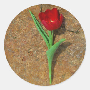 Adesivo amarelo e Red Tulip