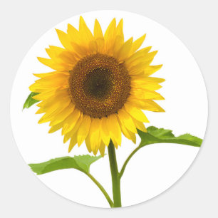 Adesivo Amarelo Floral e Girassol Verde Flor de Casamento