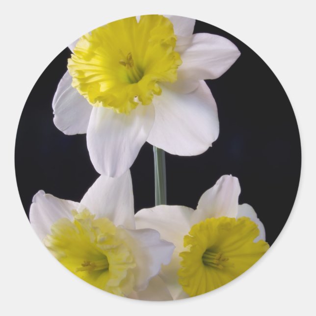 Adesivo Amarelo no Daffodil Branco (Frente)