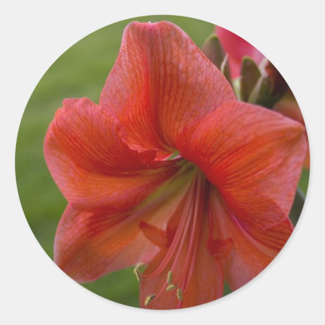Adesivo Amaryllis (Frente)