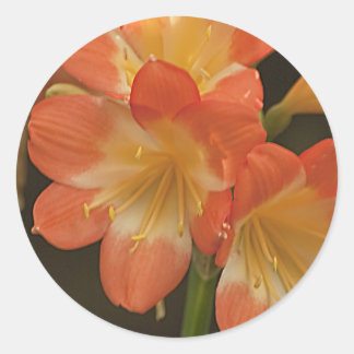 Adesivo Amaryllis 2
