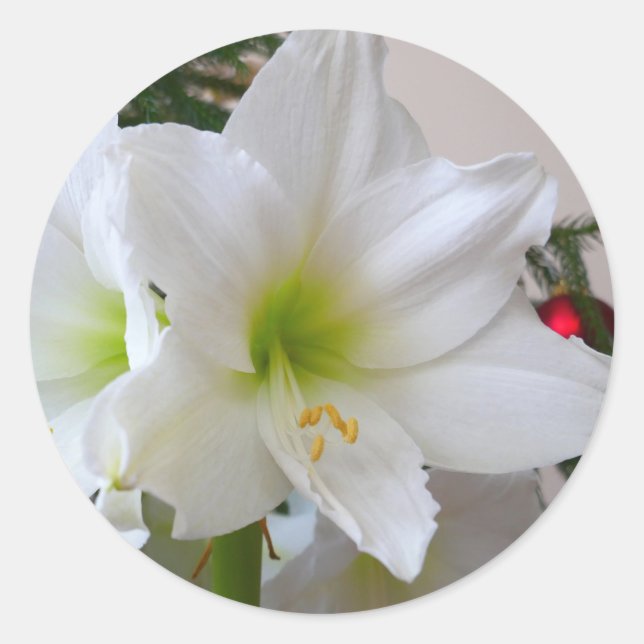 Adesivo Amaryllis Branca e Árvore de Natal (Frente)