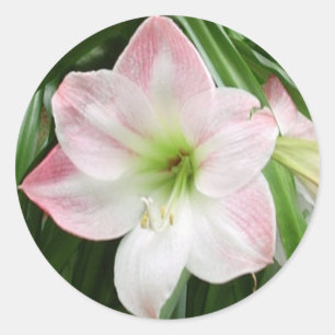 Adesivo Amaryllis Flor-Maçã-Maçã