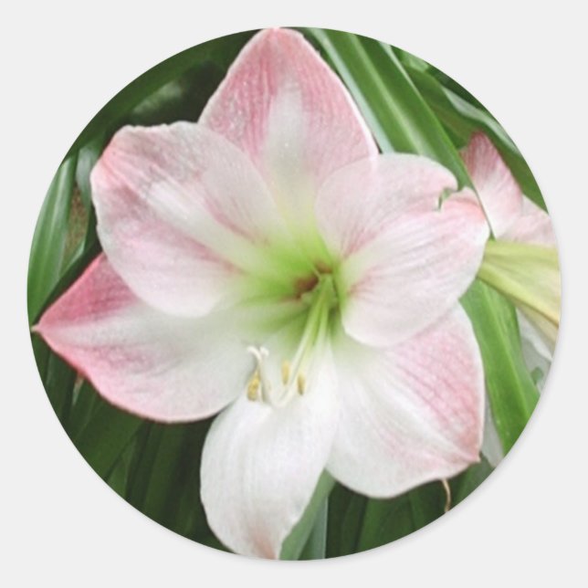 Adesivo Amaryllis Flor-Maçã-Maçã (Frente)