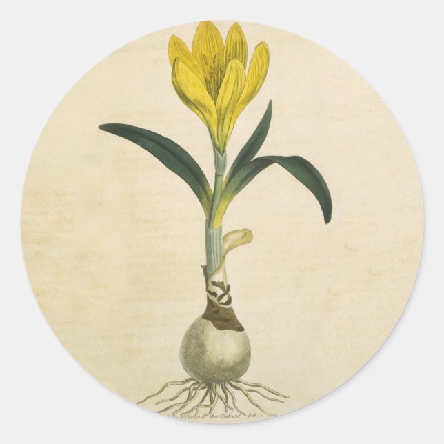 Adesivo Amaryllis Tulip Botanical Garden Flower (Frente)