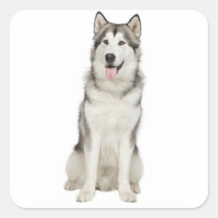 Adesivo Ame Alaskan Malamute Cachorro Filhote Cinza e Pret