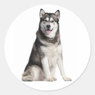 Adesivo Ame o cachorro filhote Malamute do Alasca cinza e