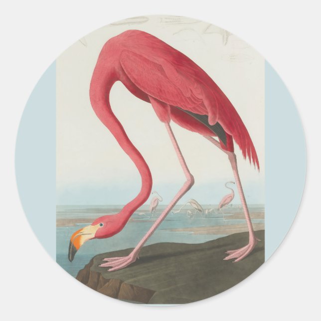 Adesivo American Flamingo, por John James Audubon 1838 (Frente)