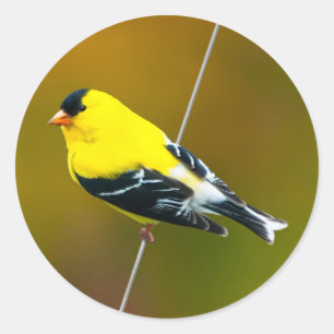 Adesivo American Goldfinch - Fotografia original