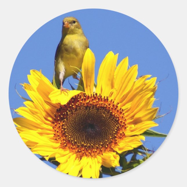Adesivo American Goldfinch sobre Sunflower (Frente)