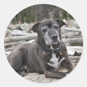 Adesivo American Staffordshire Terrier - Sticker