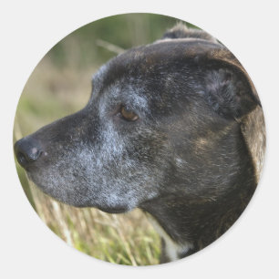 Adesivo American Staffordshire Terrier Stickers